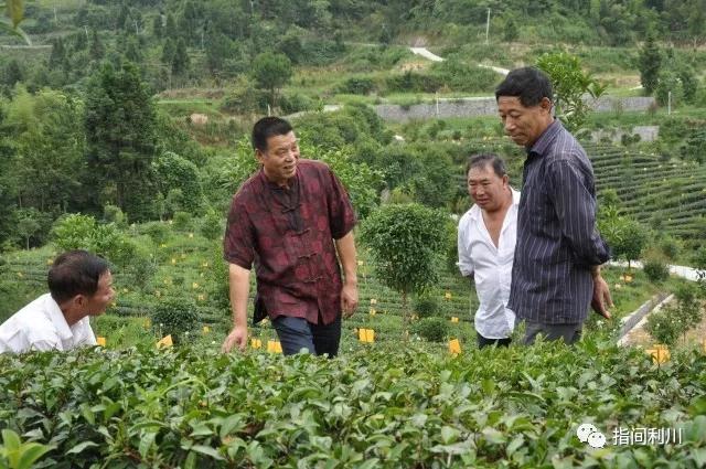 了不起！这个人专注红茶研制30年，带动整村致富，户平收入超过10万！